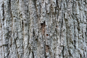 The bark is black-brown with beautiful patterns, used as a background image.
