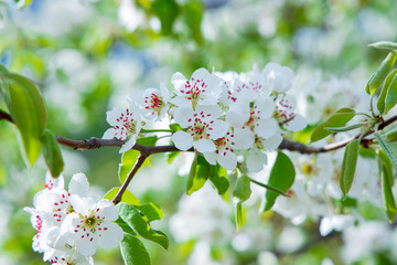 garden spring blooming nature scenic view of white flowers on tree branches foliage May season