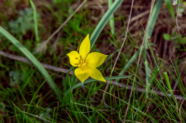 View of beautiful yellow wild tulip, growing on the meadow.  Spring blooming nature. 