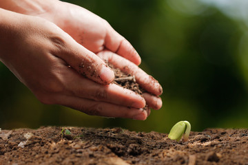 Agriculture. Growing plants. Plant seedling