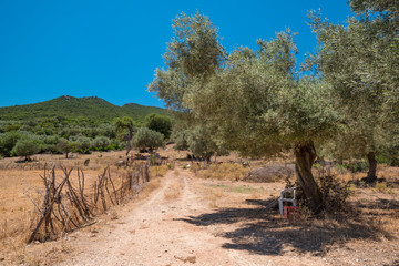 a little path in a meadow, an olive tree with seats under it in shadow