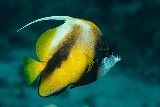 yellow black longfin bannerfish fish