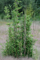 Bambou dans la nature type Semiarundinaria 