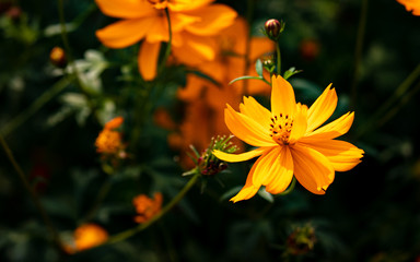 Landscape Cosmos flower. Selective focus. Shallow depth of field. Background blur.