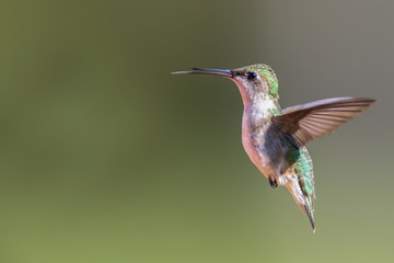 Fototapeta na wymiar Portrait of a female Ruby-throated Hummingbird.