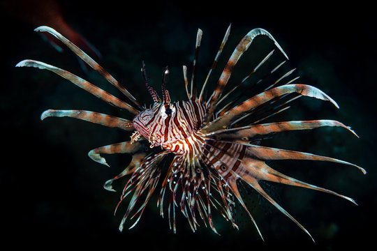  red lionfish fish on reef