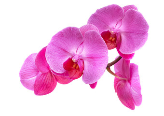 orchid isolated flowers on white background