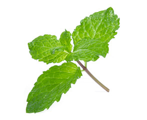 green mint leaf isolated on white background