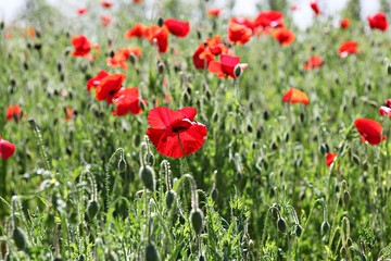 한국 경기도 시흥시 시흥갯골생태공원 입니다