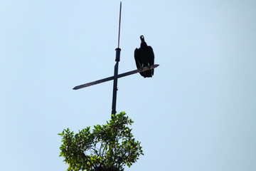 black vulture ona cross