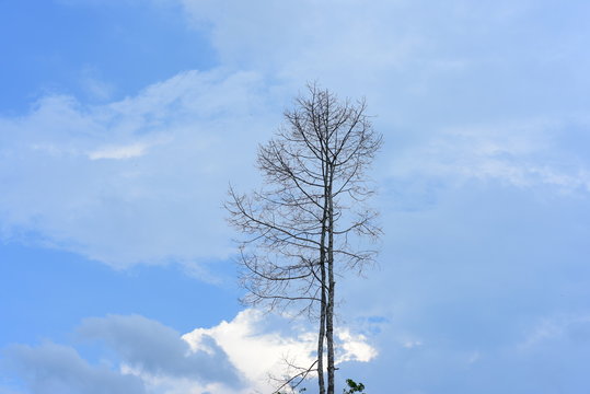 Tree with branches And a little leaf with the sky in nature, used as a background image