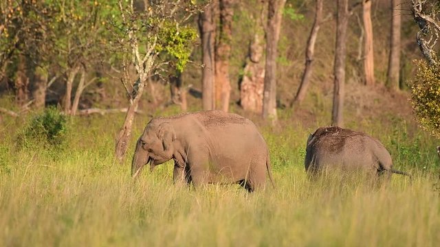 The Asian elephant, also called Asiatic elephant, is the only living species of the genus Elephas and is distributed throughout the Indian subcontinent and Southeast Asia