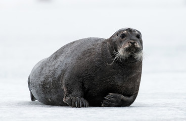 Fototapeta premium Seal resting on an ice floe. Close up. The bearded seal, also called the square flipper seal. Scientific name: Erignathus barbatus. White sea, Russia