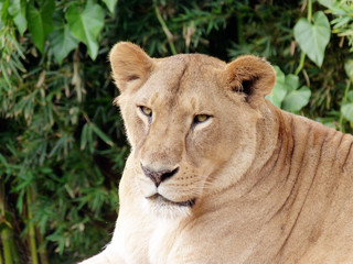 portrait of a lioness leona