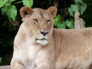 Obraz na płótnie Canvas portrait of a lioness