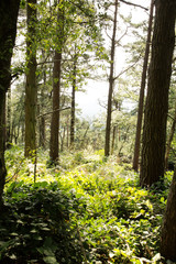 walkway in the woods of surrey england