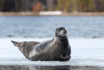 Fototapeta premium Seal resting on an ice floe. Close up. The bearded seal, also called the square flipper seal. Scientific name: Erignathus barbatus. White sea, Russia