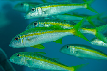 school of yellowfin goatfish fish yellow