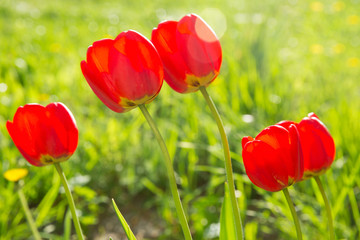 Red tulips in the garden. Flowers in the backlight.