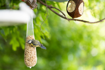 vogel am futtern