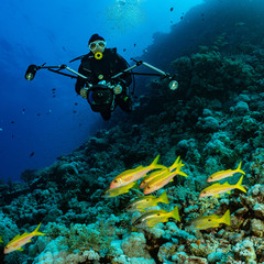 school of black and yellow longspot snapper fish and underwater photographer diver