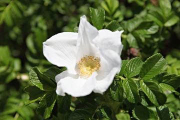 한국 경기도 시흥시 시흥갯골생태공원 입니다