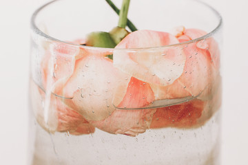 Peony flower under water in glass transparent vase closeup.  Beautiful flower immersed in water and air drops on petals. Art and aesthetic, creative photo