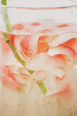 Peony petals immersed in water with air drops in glass transparent vase close up. Art and aesthetic, creative photo. Abstract pink and white background. Beautiful flower under water