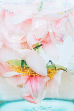 Peony petals immersed in water with air drops in glass transparent vase close up. Art and aesthetic, creative photo. Abstract pink and white background. Beautiful flower under water