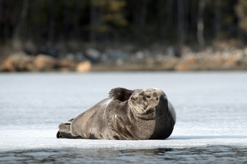 Seal resting on an ice floe. The bearded seal, also called the square flipper seal. Scientific name: Erignathus barbatus. White sea, Russia