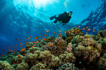 typical Red Sea tropical reef with hard and soft coral surrounded by school of orange anthias and a underwater photographer diver