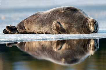 Seal resting on an ice floe. The bearded seal, also called the square flipper seal. Scientific name: Erignathus barbatus. White sea, Russia