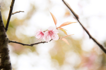 Beautiful cherry blossom or sakura in spring time over  sky