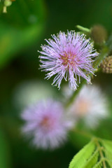Mimosa pigra, commonly known as the giant sensitive tree, (pigra = lazy, slow), is a species of the genus Mimosa, in the family Fabaceae.