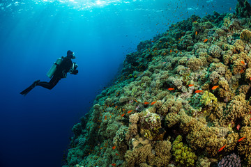 Plakat typical Red Sea tropical reef with hard and soft coral surrounded by school of orange anthias and a underwater photographer diver
