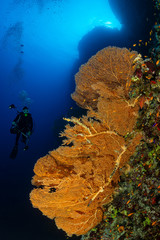 Naklejka na ściany i meble typical Red Sea tropical reef with hard and soft coral surrounded by school of orange anthias and a underwater photographer diver close to a large gorgonian
