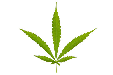 Medical marijuana leaf isolated on white background.with clipping path