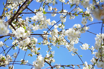 Full bloom Cherry, Spring Flower, white Cherry Flower. The branches of a blossoming tree. Blurring background.