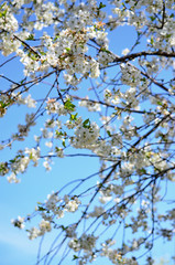 Full bloom Cherry, Spring Flower, white Cherry Flower. The branches of a blossoming tree. Blurring background.