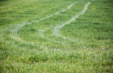Wheel signs on the grass