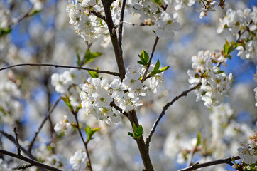 Full bloom Cherry, Spring Flower, white Cherry Flower. The branches of a blossoming tree. Blurring background.