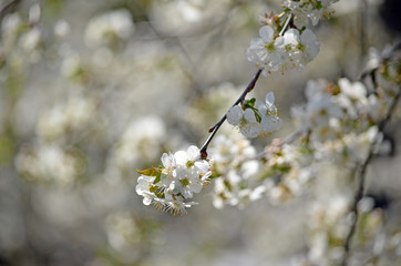Full bloom Cherry, Spring Flower, white Cherry Flower. The branches of a blossoming tree. Blurring background.