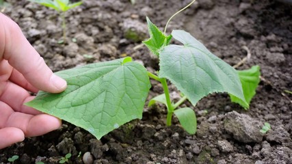 The problem with the green cucumber seedling.