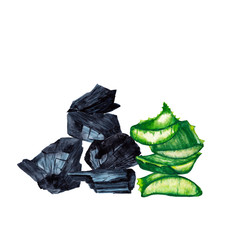 Naklejka premium Clipart of realistic aloe vera plants with charcoal. Close up view of colorful slices and pieces. Watercolor hand painted isolated elements on white background.