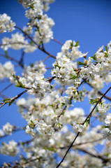 Full bloom Cherry, Spring Flower, white Cherry Flower. The branches of a blossoming tree. Blurring background.