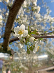 Full bloom Cherry, Spring Flower, white Cherry Flower. The branches of a blossoming tree. Blurring background.