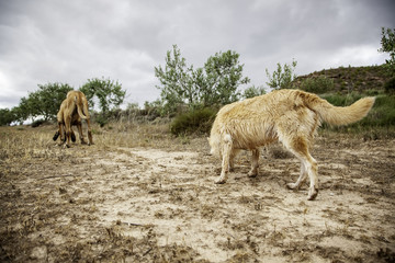 Two dogs walking through the field