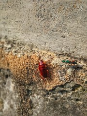 cockroach and ant
