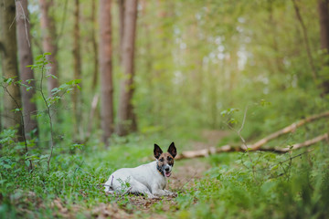 Naklejka na ściany i meble Active fox terrier dog rests in the forest, telephoto shot. Healthy hiking pets: young dog in the green woods