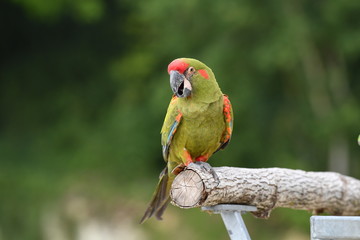 Oiseau posé